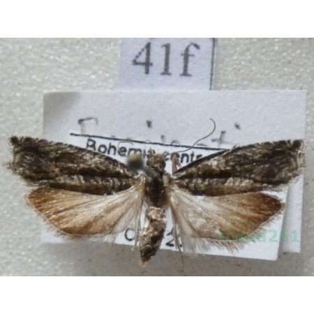 Epinotia nisella (Clerck, 1759) Czech41f